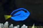 Blue Tang 07t 0152 copy