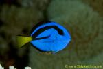 Blue Tang 03t & pooing 0138