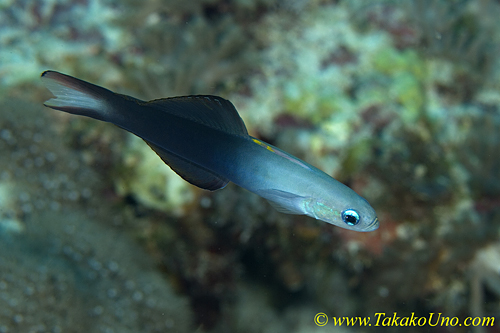 Grey Dart Goby 01t 0090 copy