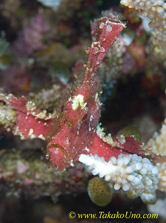 Leaf Scorpionfish 01t 0099 copy