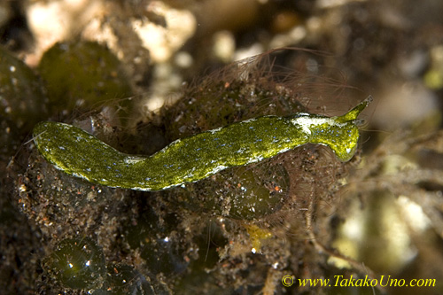 Elysiella pusilla? 45tc 0118 bl