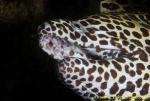 Honey Comb Moray 01t 0028 copy