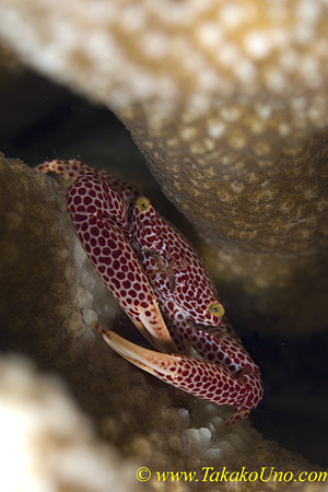 Coral Crab 02t 0133 copy