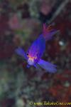 Purple Queen Anthias 04t 0061 copy