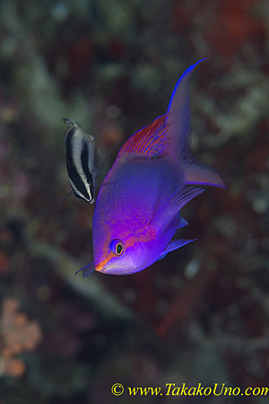 Purple Queen Anthias 03t 0059 & Cleaner Wrasse copy