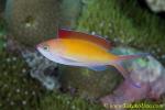 Anthias 01t 0117 copy