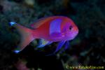 Square-spot Anthias male 04t 0070 copy