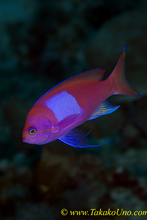 Square-spot Anthias male 05t 0072 copy