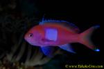 Square-spot Anthias male 07t 0076 copy