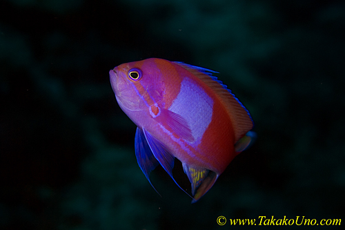 Square-spot Anthias male 03t 0069 copy