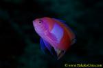 Square-spot Anthias male 03t 0069 copy