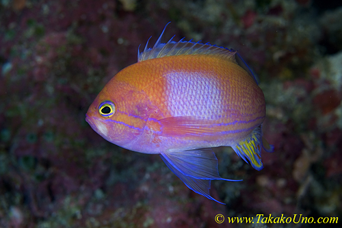 Square-spot Anthias sex changing 10t 0096 copy