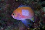 Square-spot Anthias sex changing 10t 0096 copy