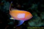 Square-spot Anthias sex changing 09t 0094 copy