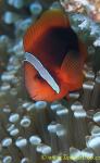 Tomato Clownfish 05t 0023 copy