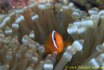 Tomato Clownfish 07t 0027 copy