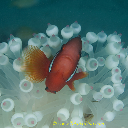 Tomato Clownfish 15tc1 0072 copy