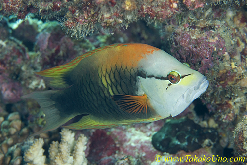 Sling Jaw Wrasse 08t male 0146 copy