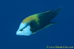 Sling Jaw Wrasse 03t male 0139 copy