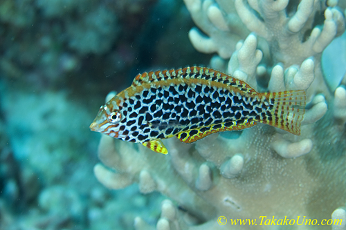 Wrasse 03t 0067 copy