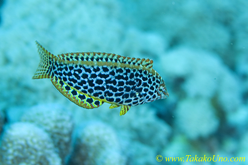 Wrasse 01t 0061 copy