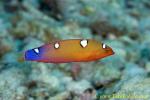 Rainbow Wrasse 01t subadult 0037 copy