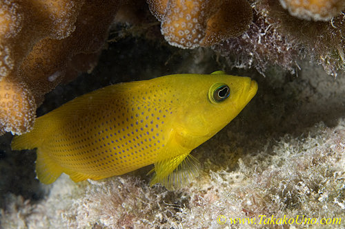 Dottyback, Blue Spotted 01t 0012 copy