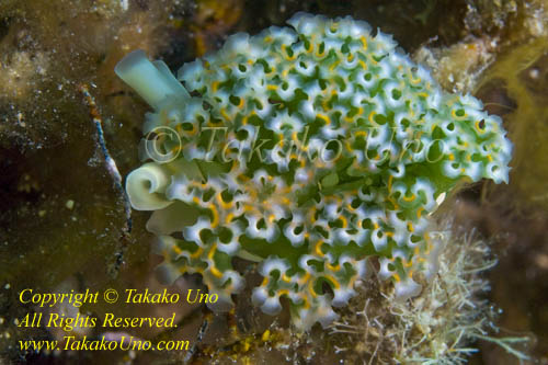 Elysia crispata, Lettuce Nudibranch 01tc 2793