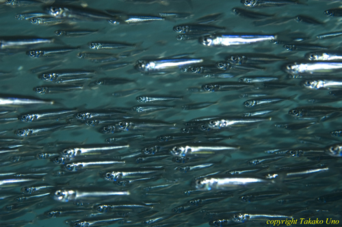 Sardines 01t 2031