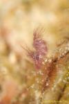 Hairy Shrimp 001t 0075