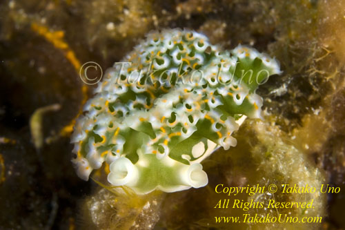 Elysia crispata, Lettuce Nudibranch 03tc 2788