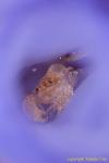 Shrimp inside Tunicate 01t 2445