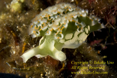 Elysia crispata, Lettuce Nudibranch 02tc 2778