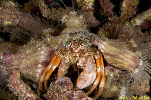 Hermit Crab 03t 2496