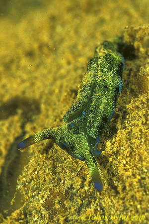 Plakobranchus sp. The nudi, which I found in 2005 @ Gorontalo, was an unidentified species, has been named in 2020!!