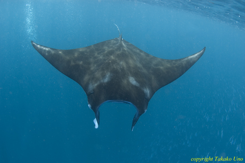 Manta Ray 029t 2799