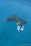 Manta Ray 024t 2725