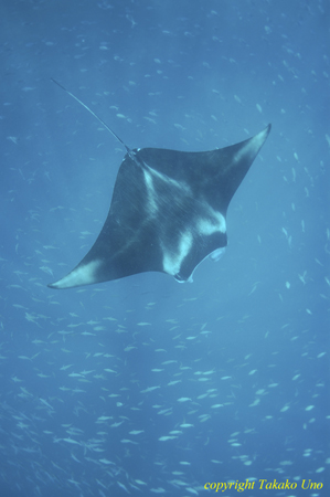 Manta Ray 009 2757 & Fusiliers