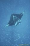 Manta Ray 009 2757 & Fusiliers