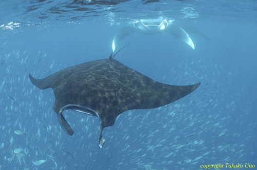 Manta Ray 002 2788 & Fusiliers