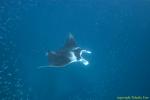 Manta Ray 037t 2901