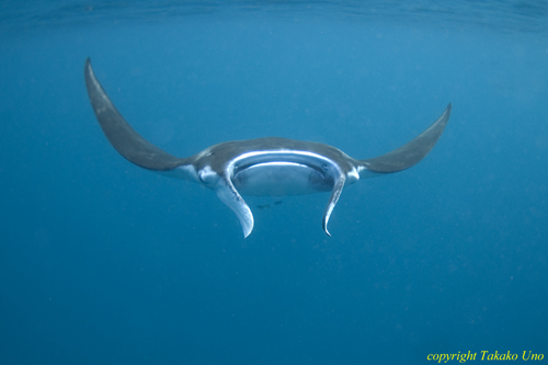 Manta Ray 039t 2937