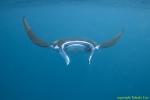 Manta Ray 039t 2937