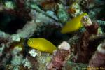 Blenny 10t 2116