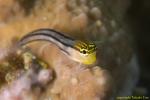 Blenny 07t 1027