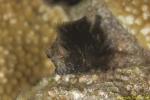 Blenny 06t 0609