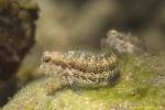 Blenny 05t 0518