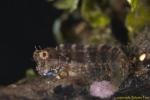 Blue-jaw Blenny 01t 0509