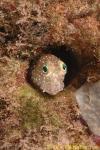 Freckled Blenny 01