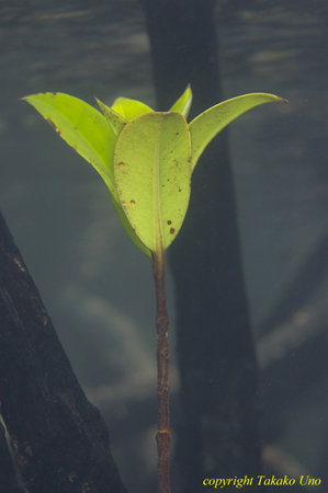 Mangrove leaf uw 01t 0239